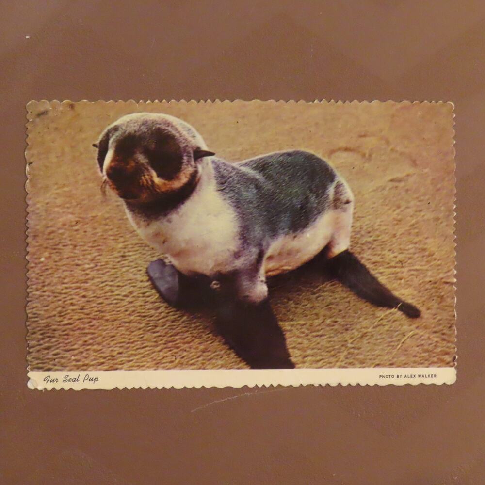 1974 Fur Seal Pup Alaska Vintage Scalloped .13 13 Cent Stamp VTG Postcard